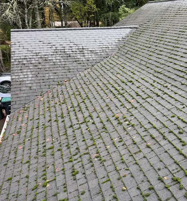 Gray asphalt shingle roof with rows of green moss clumps between the shingles, before moss removal.