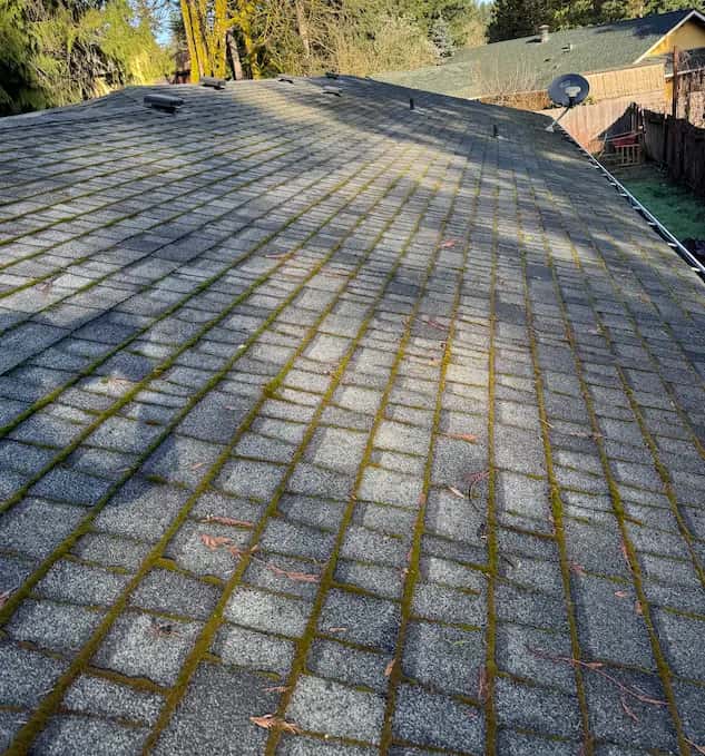 Asphalt shingle roof with green moss growing in lines along the shingle seams, before roof cleaning.