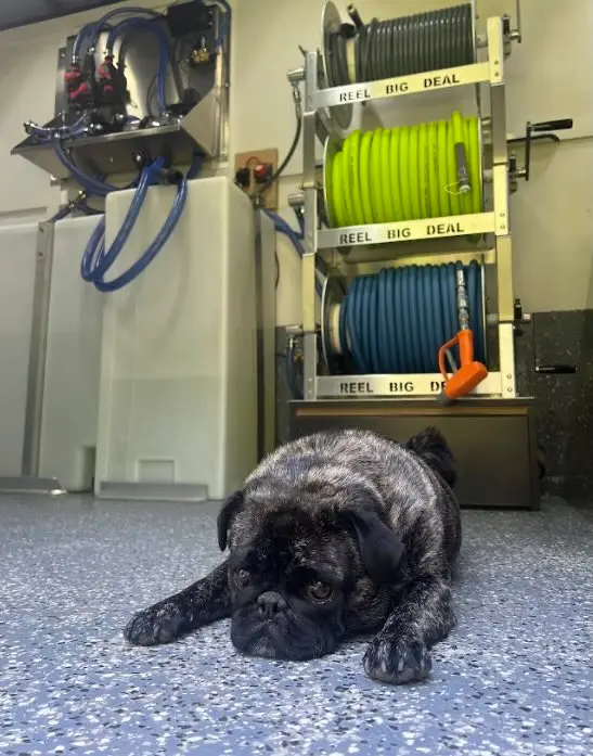 Brindle pug lying on the floor of a wash rig trailer in front of hose reels labeled Reel Big Deal and chemical tanks.
